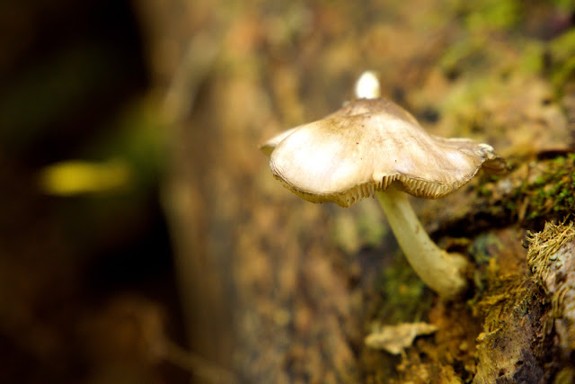 Mushroom Close up