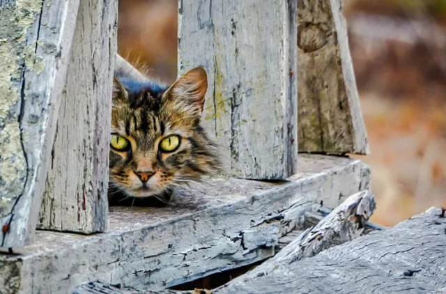 Feral cat NZ