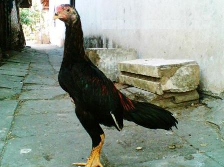 Mengenal Ayam Batu dan Ciri-Cirinya