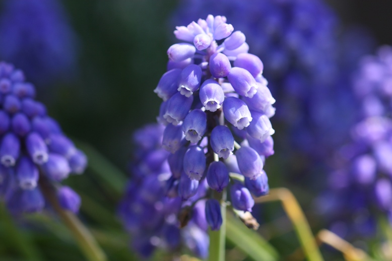 趣味の花 春夏秋冬 花写真 春の花 青 紫系 関東