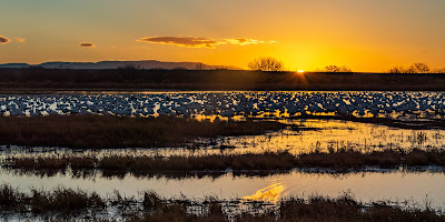 Sunrise, Bosque del Apache National Wildlife Refuge