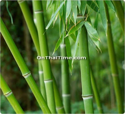 Tall stalks of curly bamboo in centerpieces is a great and modernlooking 