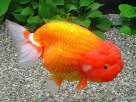 Lionhead Goldfish