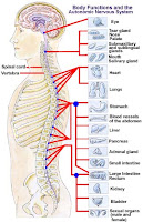 auto-nervous-system