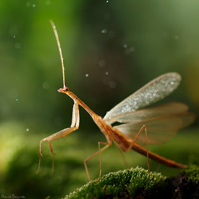 Karya Fotografi Serangga Yang Menakjubkan [ www.BlogApaAja.com ]