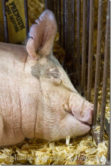 Geauga Fair '14 26