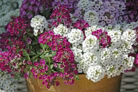 artikel bunga alyssum