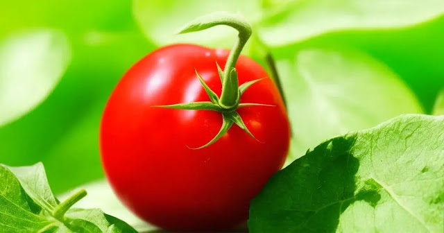 7 Surprising Health Benefits of Tomatoes