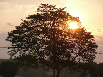 sunrise through tree in Laurel