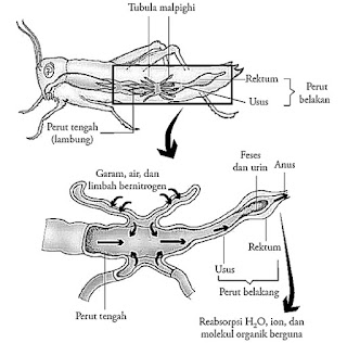 Sistem Ekskresi Hewan Vertebrata dan Invertebrata  Sistem Ekskresi Hewan Vertebrata dan Invertebrata (Avertebrata) Lengkap