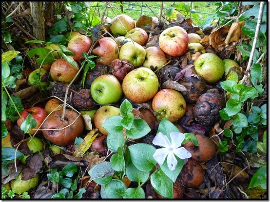 1216windfalls