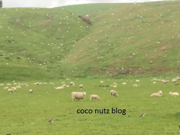 COCO NUTZ: Part 2 : New Zealand - Akaroa