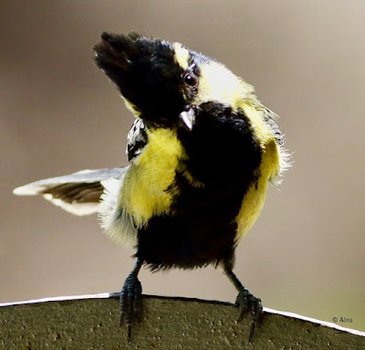 "Indian Yellow Tit,pearched on the gate handle."