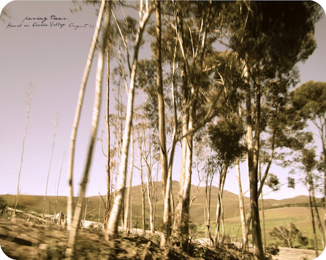 Passing Trees. Hemel en Aarde Valley. (Hermanus, South Africa. August 2011) 