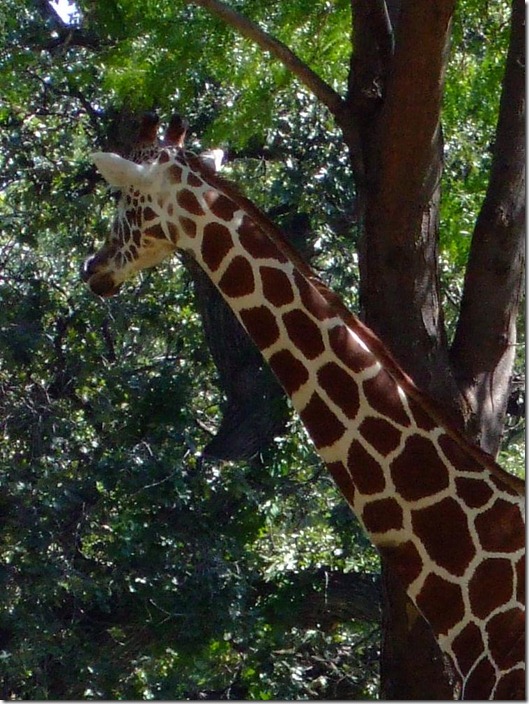 Zoo 049