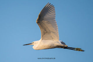 Wildlifefotografie Neretva Delta Seidenreiher Olaf Kerber