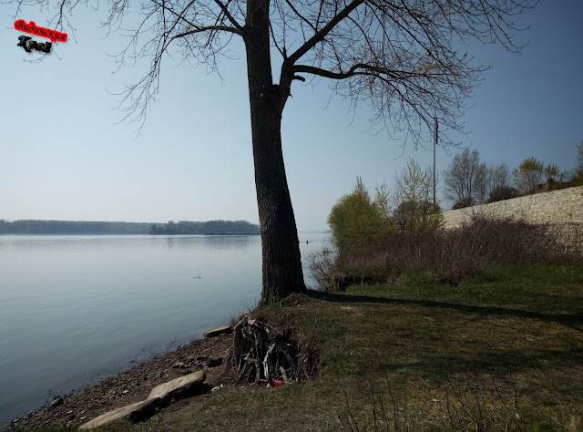 Дърво на брега на Дунав, вдясно защитна дига