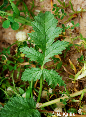 Erodium gruinum