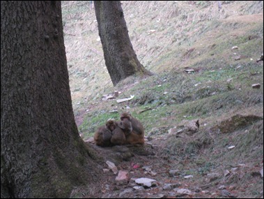 Denizens of the Forest