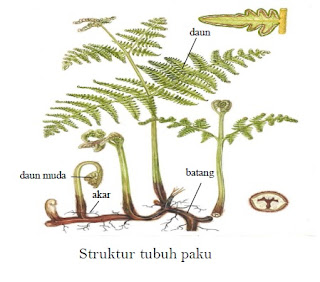 Karateristik dan Klasifikasi Tumbuhan Paku