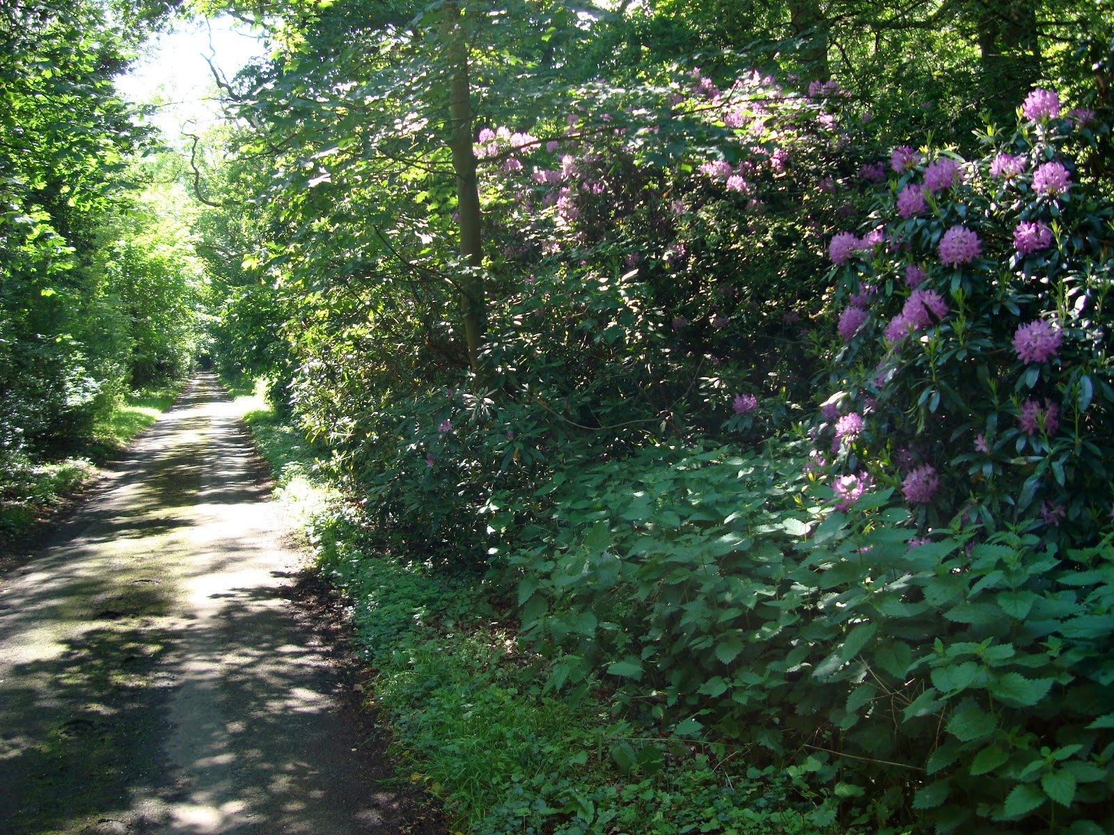 DSC08178.JPG