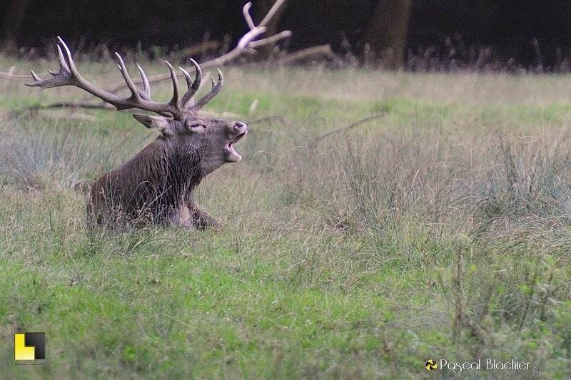 brame du cerf photo blachier pascal