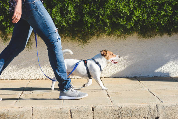 Los perros te animan a caminar.