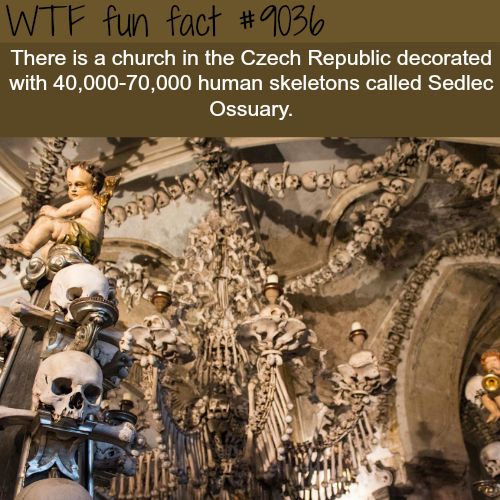 Interesting WTF Fun Facts That You Probably Didn't Know