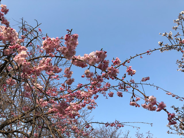 大阪城公園, 大阪賞櫻, 櫻花