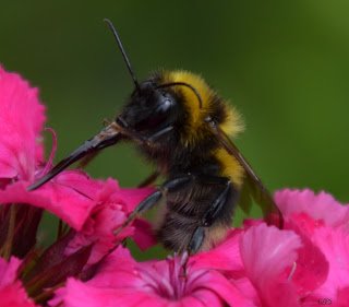 Insekten, insekte, insektet, intsektuak, insekti, Насекоми, insekter, insects, Putukad, Hyönteiset, insectes, έντομα, serangga, feithidí, skordýr, insetti, 