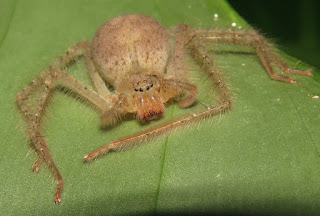 giant crab spider, family Sparassidae?