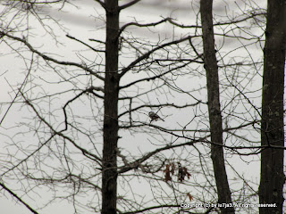 Black-capped Chickadee