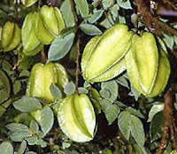 Pokok Buah-buahan