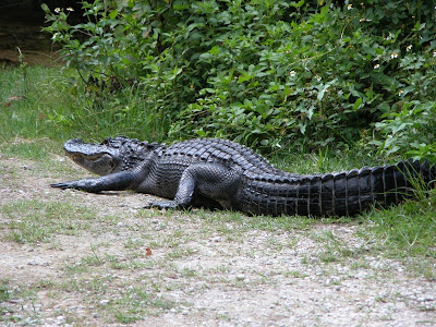 The Dangerous American Alligator