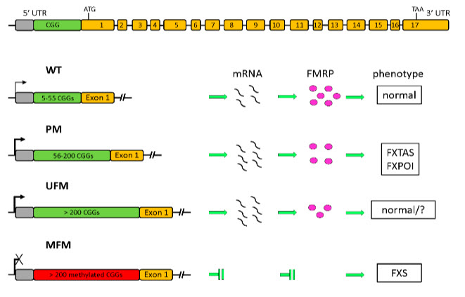 Transcriptional Reactivation of the FMR1 Gene