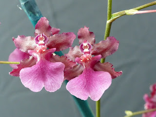 Oncidium sharry baby