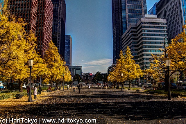 ginkgo trees along a wide street. those ginkgo trees have bright yellow leaves.  tall buildings both side of the street.
