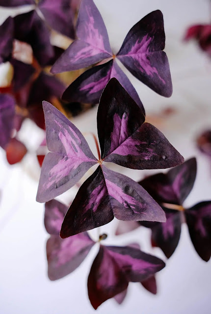 Кислица треугольная (Oxalis triangularis)