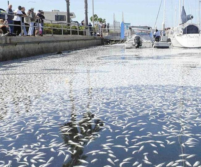 Mass fish death in California