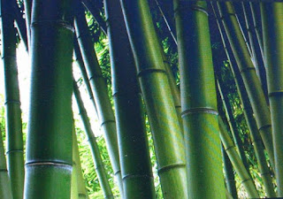 jual bambu lemang talang