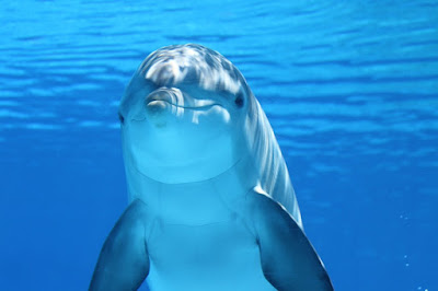 Here It Is! image: https://pixabay.com/photos/dolphin-animal-sea-ocean-203875/