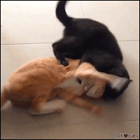 Hilarious Cat GIF • When your cat forgot how to cat how to fight,  wildly bunny kicking his own face during a fight [cat-gifs.com]