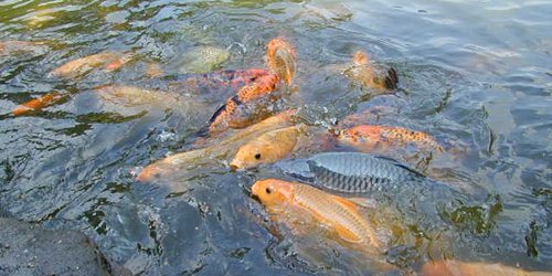 Peluang Usaha Ternak Ikan  Mas Masih Menjanjikan