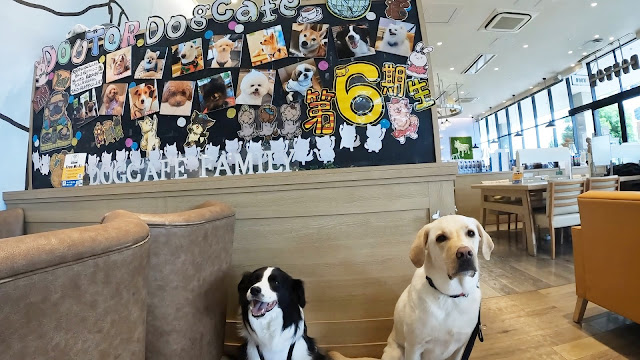 保護犬 ボーダーコリー トーマ ドトールコーヒーショップ イオンモール幕張新都心店