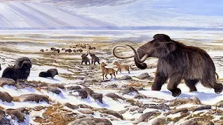 Scientists: Mammoth elephants were able to adapt quickly to cold climate conditions  The mammoth's ancestors quickly adapted to the cold climate.  It had all the traits needed to live in the cold, harsh climate: thick fur, a thick layer of fat, small ears, and other distinguishing features.  Russian and foreign paleontologists studied the structure of the DNA of the oldest mammoths on Earth and found that the ancestors of giant elephants in the Ice Age, 600 to 700 thousand years ago, had thick hair, a thick layer of fat, and small ears. The scientists said in the journal Current Biology that this indicates the rapid adaptation of these mammals to the cold climate.  Resurrecting a woolly mammoth that died 42,000 years ago could save the world The journal's press service quoted a professor at Stockholm University, Love Dalen, as saying: "The genome of the mammoth that was found on the Chukotka Peninsula in northeastern Russia and called (Chukuksha) allowed us to isolate a group of genes that changed their structure, compared to other genes as their ancestors evolved. We found that during Chukchucha's lifetime, ancient mammoths had 91.7% of the mutations that became characteristic of their later descendants."  It is reported that the mammoth elephant was one of the largest megafauna that lived in Eurasia and North America during the last ice age. Their numbers were very large only 50,000 years ago, however, they quickly disappeared around 15-20,000 years ago, when the glaciers began to withdraw. The exact reasons for their extinction are still being debated among scholars.  Researchers are now trying to get an answer to this question while studying the fossil DNA of ancient mammoths. Two years ago, a team of scientists led by Professor Dalin was able to decipher the oldest DNA fragments of the (Chukchi), (Krestovka) and Adychia mammoths buried in the permafrost 600-700 thousand years ago.  Scientists: Mammoth elephants were able to adapt quickly to cold climate conditions Professor Dalin and colleagues, including Russian paleontologists from Moscow, Magadan and Petersburg, used these findings to study the genetic history of mammoth evolution. To do this, the scientists compared clusters of small mutations found in the genome of the well-preserved mammoth (chukotchi) and 20 other ancient mammoths that lived in Siberia some 50-100,000 years ago, on the one hand, and 30 African and Asian elephants. On the other hand.  Scientists sorted out more than 58 million different variants in the structure of the genomes of all the elephant mammals studied, which made it possible to discover a group of about 3,000 genes, the structure of which differed greatly between mammoths and modern elephants. Most of all, these changes affected 32 DNA regions associated with metabolism, hair growth, immunity, adipose tissue, sensitivity to cold, and body structure.  In addition, about 91.7% of the mutations in these DNA regions in the mammoth genome are also present in the reconstructed (Chukuchi) mammoth genome. This means that the first mammoths on Earth had almost all the key features needed to live in the cold climate, including thick hair, thick fat, small ears and other distinguishing features.