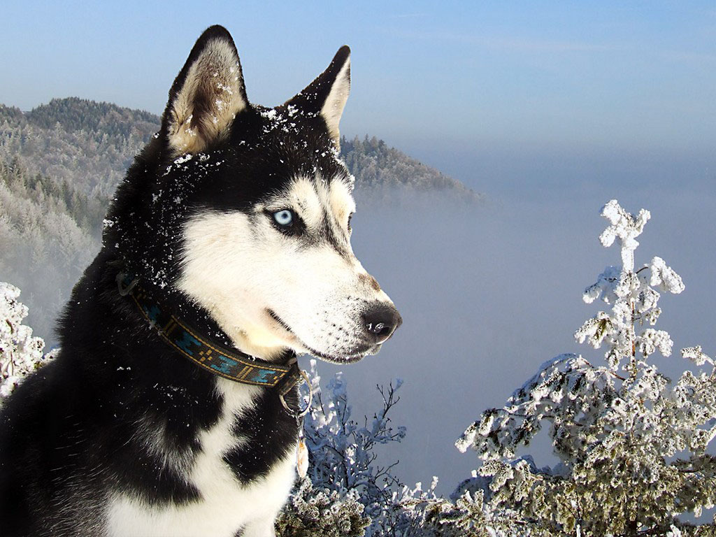 Anjing Siberian Husky yang Keren