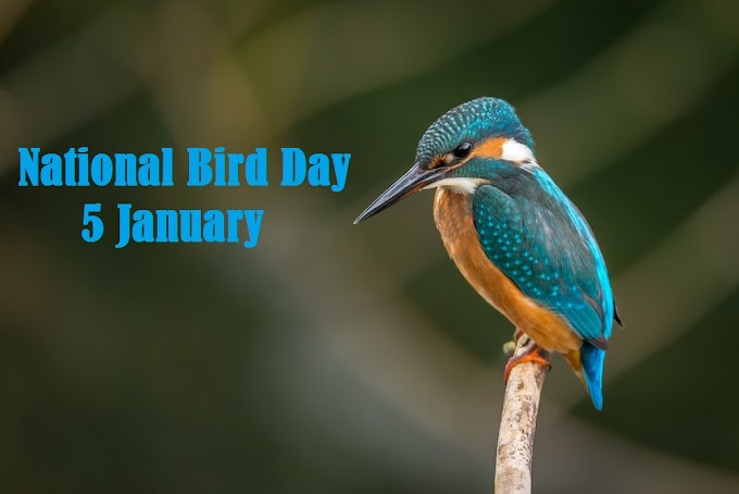 National Birds Day 2023: Why do we celebrate National Birds Day on 5 January? Date, History, Awesome Ways to Celebrate