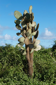 Galápagos Cactaceae