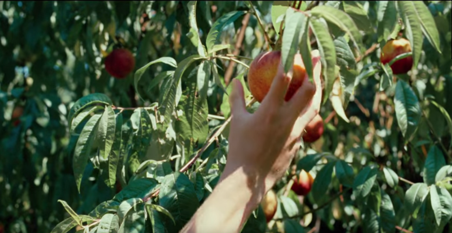 coupdecoeur coup de coeur call me by your name lafianceedelarbre la fiancee de l'arbre timothée chalamet chef d'oeuvre armie hammer luca guadagnino 