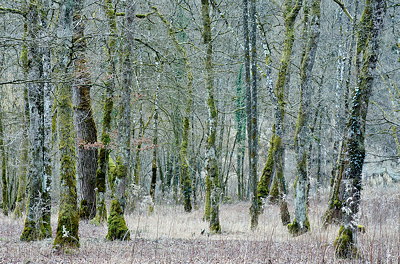 Image of a forest in winter without snow